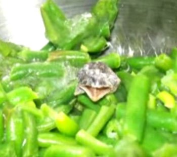 frog lurking in green beans