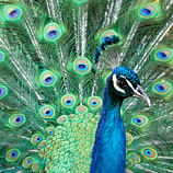 Expensive Purchases Are Like Peacock Feathers, Except They Don't Work