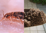 Those Aren't Bedbugs, Says Ohio Travelodge. They're Dirt!