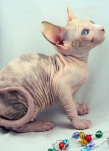 Hairless Kitten Freezes To Death After Trip In Delta Cargo Hold
