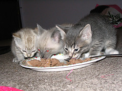 Nutro Cat Food Recall