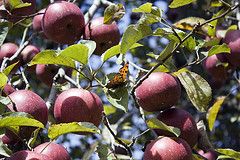 Picking Your Own Apples Can Take A Cider Press To Your Wallet