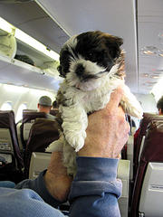 Seven Puppies Die After American Airlines Flight