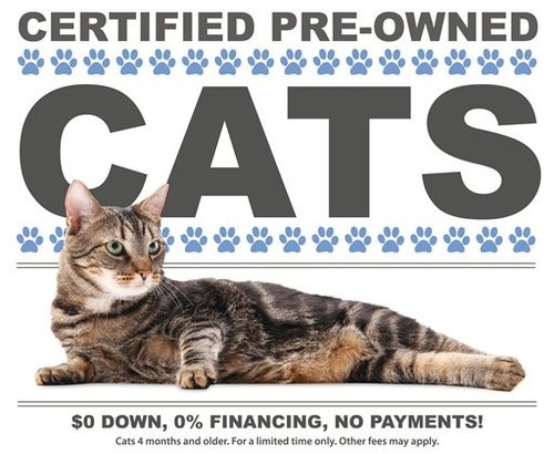 Certified Pre-Owned Cats: Inspected, Detailed, Better Than New!