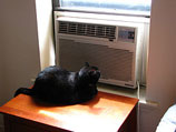 CSR: Buy Some Window A/C Units From Sears While You Wait For Sears To Repair Your Central Air!