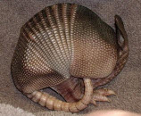Beware Of Armadillos… Researchers Say They Can Give You Leprosy