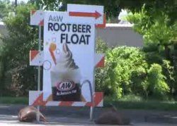 A&W Owner Takes Full Advantage Of Detour Signs