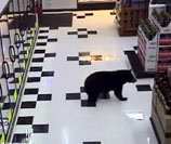 Bear Wanders In Wisconsin Grocery Store, Chills In Beer Department