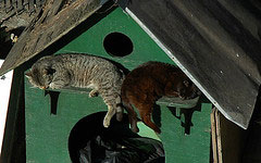 As Miami Homes Enter Foreclosure, Cats Move In