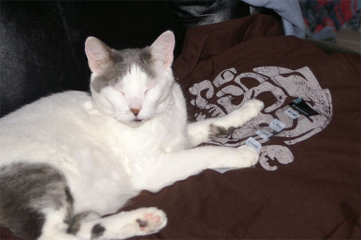 Winner Announced For Cat On A Walmart Nazi T-Shirt Caption Contest