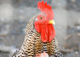 Science Renders Chickens Obsolete With Special Soy