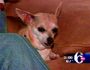 Walmart Offers Owner $2,000 For Killing Her Chihuahua With Toxic Chicken Bestro Jerky Strips It Would Rather Quietly Pull Than Officially Recall