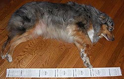 Toothpaste Purchase Results In 3-foot Long Receipt
