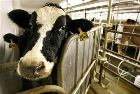 Organic Principles, Regulations Ignored By Nation's Largest Organic Dairy