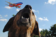 Your Dog May Not Be Welcome On Summer Flights
