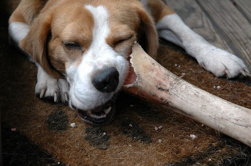 FDA: Dog Chews Contaminated With Salmonella