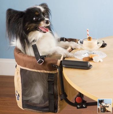 Should Dogs Be Allowed In Places Of Business?