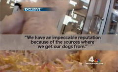 NYC Pet Stores Linked To Midwest Puppy Mills