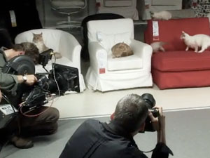What Happens When You Let 100 Cats Loose Inside An IKEA?