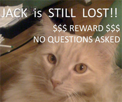 2 Months In, Searchers Still Seek Jack The Cat Lost At JFK