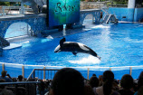 OSHA Goes After Sea World For Killer Whale Incident