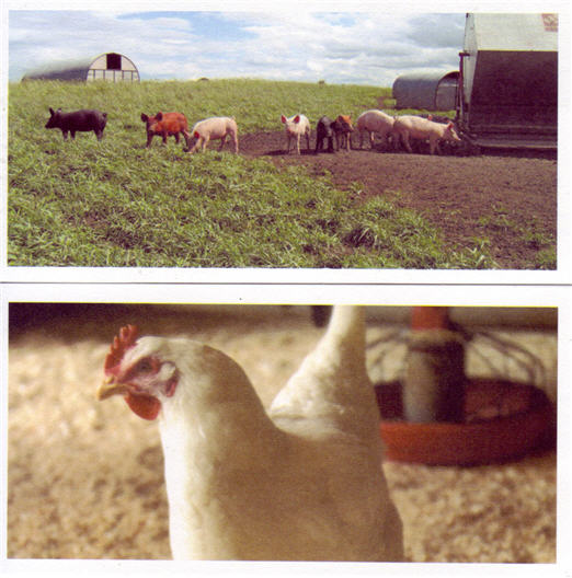 Meet Your Meat: Chipotle Distributes Photos Of Farms That Supply Their Restaurants
