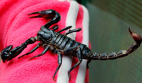 Scorpions On A Plane: Southwest Passenger Bitten By Venomous Beast, Panic Ensues