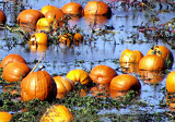 Potential Canned Pumpkin Shortage Threatens Thanksgiving