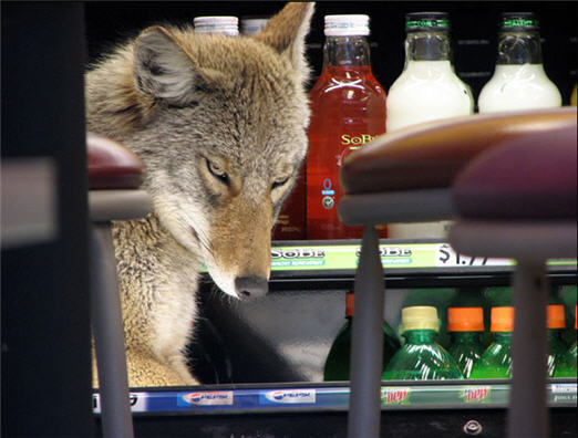 Downtown Chicago Quiznos Infested With… Coyotes?
