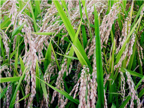 Rice Containing Human Genes Approved By The USDA