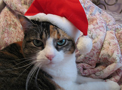 Macy's Santa Gets Saucy, Ends Up On Unemployment Line