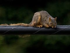 Squirrels Do 17% Of The Damage To Fiber Optic
Networks