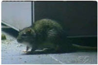 NYC Health Commissioner: Rats Are Not A Health Risk