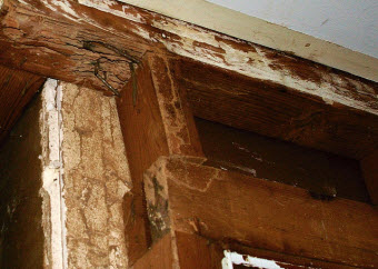 How To Find Out If Your Home Is A Termite Meal