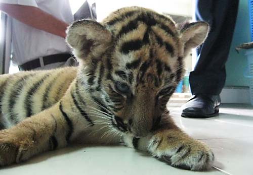 Airport Security Discovers Real Tiger Cub Among Toy Tiger Dolls In Suitcase