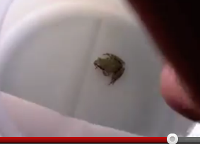 Customer Finds Live Tree Frog In Salad Bought At Costco