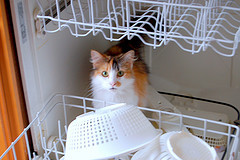Dishwasher calico