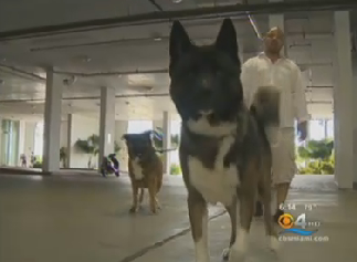 Yet Another Condo Complex Requires Tenants To Provide Doggie DNA