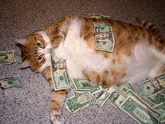 Cash cat