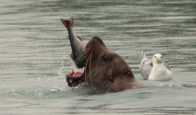 This sea lion may not be getting the tastiest salmon by choosing wild fish over farmed. ( photo bypwrplantgirl)