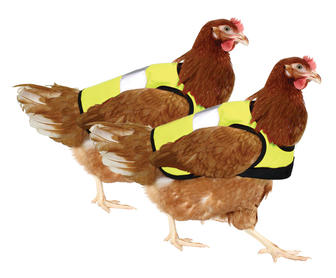 Obviously Your Urban Chickens Need $20 Reflective Safety Vests