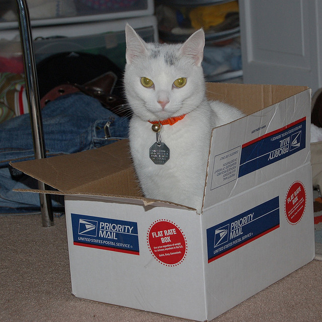 The USPS does not deliver cats on Sundays, or any other day of the week. (Jenna Belle)