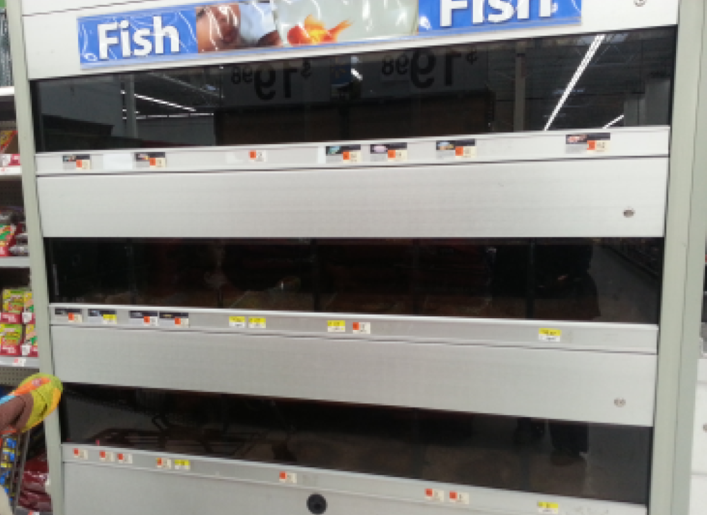 Walmart shoppers in NJ snapped this photo of filth-darkened tanks that still contained dead and living fish. (Photo: Dina Ely/Patch.com)