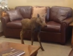 Adorable Baby Moose Wanders Into Colorado Hotel Lobby, Is Adorable