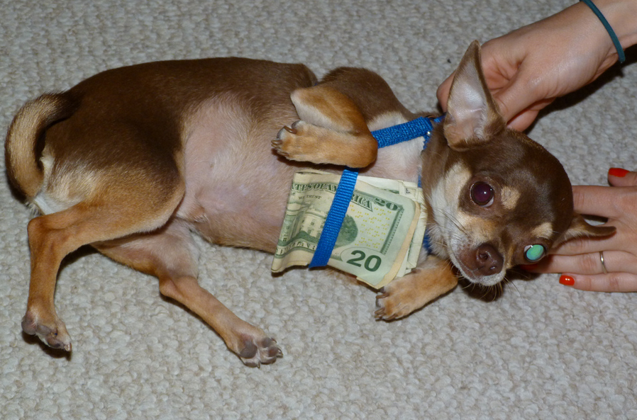 If the money had been attached to an adorable dog, would you have turned it into the bank? (photo: Dan Century)