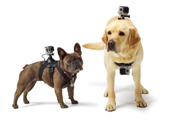 GoPro Fetch takes dog owners on a canine adventure from their best friend's point of view.  