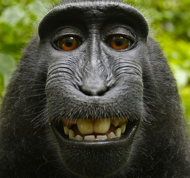New Lawsuit Claims Monkey Should Get Copyright & Royalties For Famous Selfie