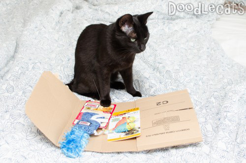 A sad cat looking at an envelope