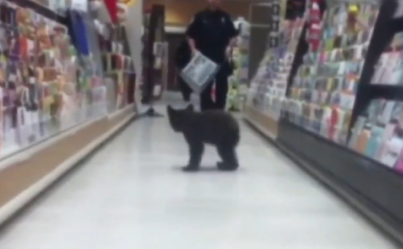 Lone Bear Cub Seals His Fate To Forever Live Among Humans After Strolling Through Rite Aid