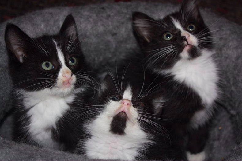 Not the kittens in question. Just more cute ones. (catastrophegirl)